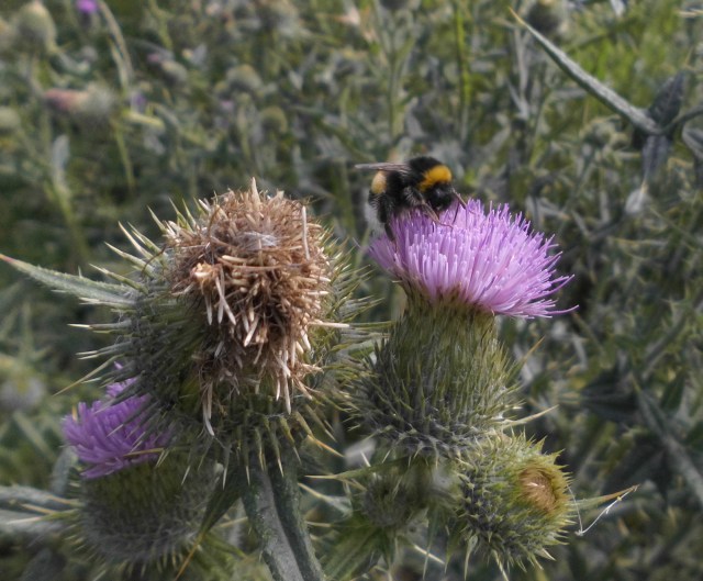 Hummel 28.07.2019 c.jpg