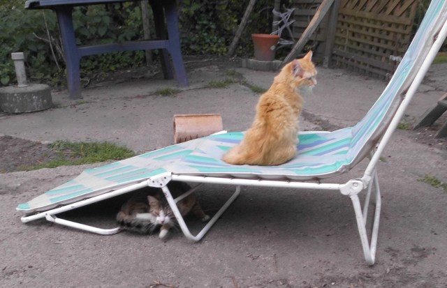 Katzen Liege 02.06.19