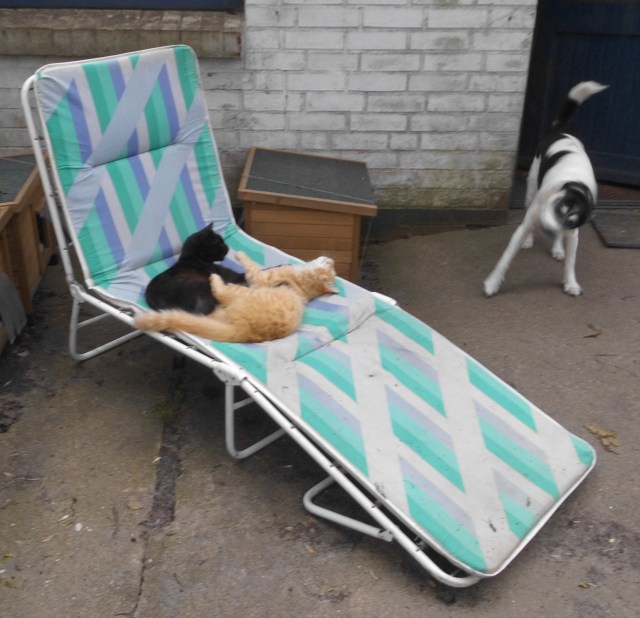 Katzen Liege 20.05.2019 a.jpg