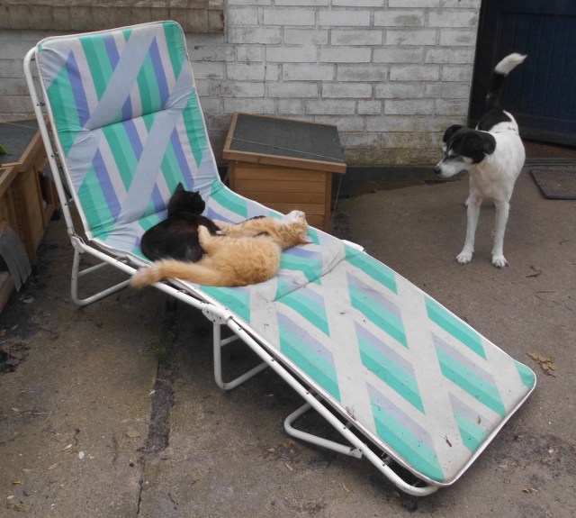 Katzen Liege 20.05.2019 b.jpg