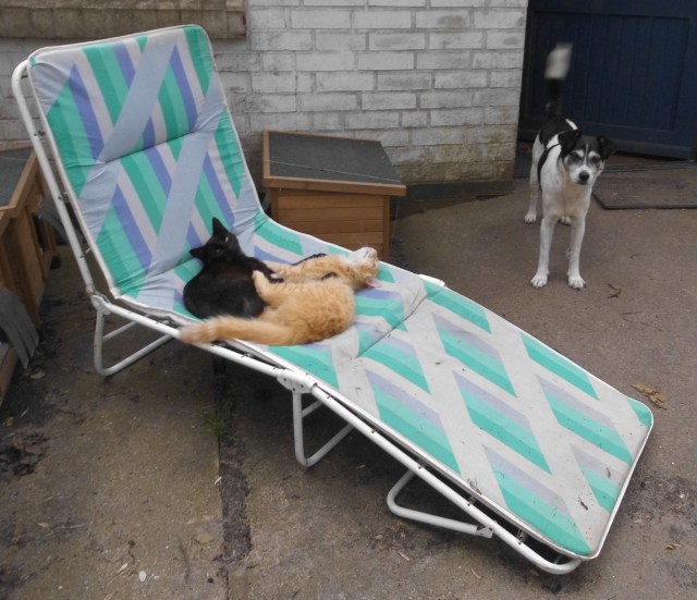 Katzen Liege 20.05.2019 c.jpg