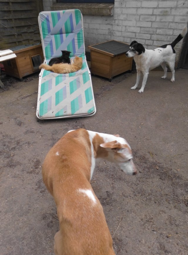 Katzen Liege 20.05.2019 d.jpg