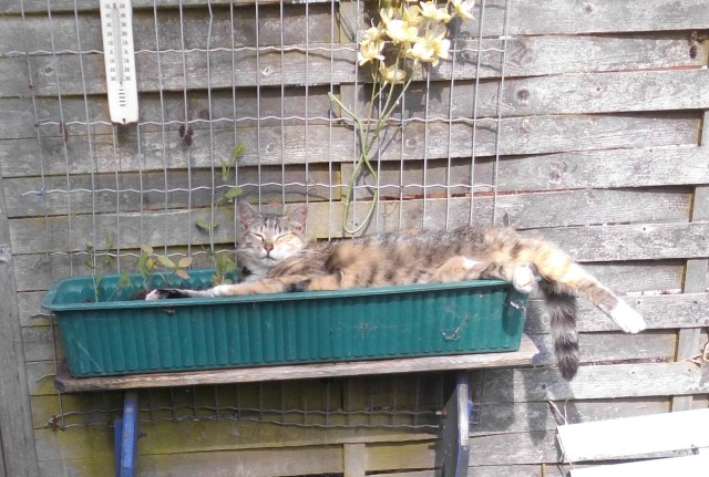 Moni im Blumenkasten 12.07.2019 a.jpg