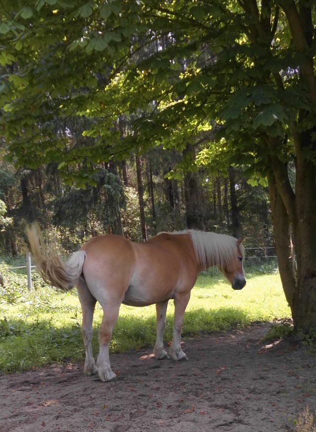 Nielsson 18.06.2019 g.jpg