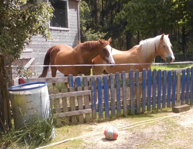 Paddock 02.07.2019 a.jpg