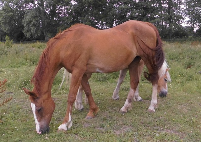 Pferde 04.07.2019 j.jpg