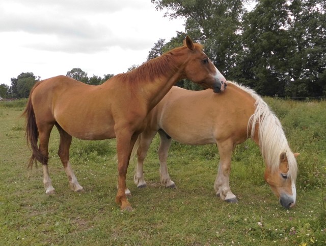 Pferde 04.07.2019 p.jpg