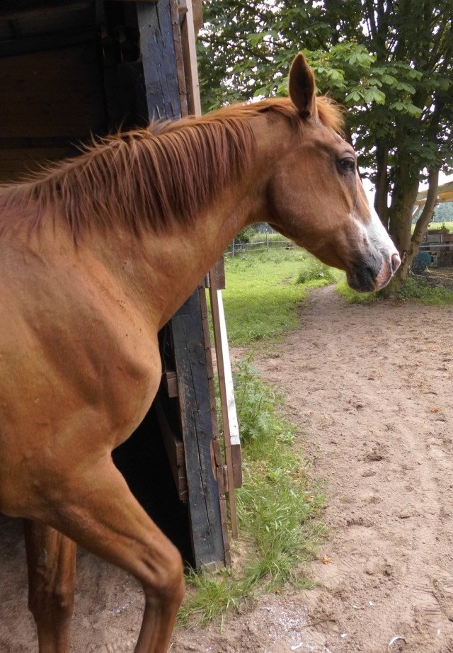 Schlafen im Stall 14.06.2019 c.jpg