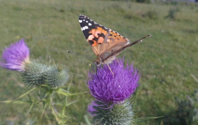 Schmetterling 28.07.2019 f.jpg