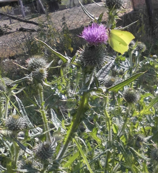 Schmetterling 28.07.2019 l.jpg