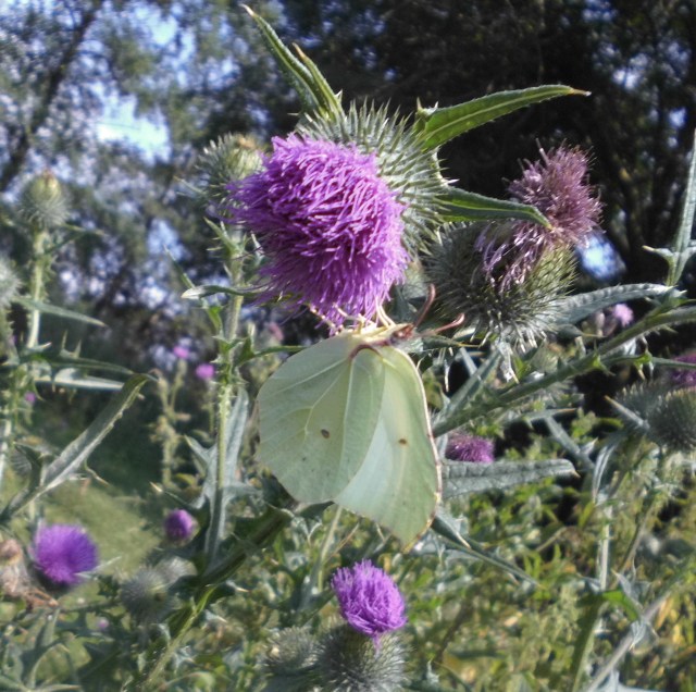 Schmetterling 28.07.2019 R.jpg