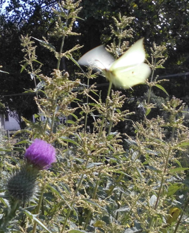 Schmetterling 28.07.2019 t.jpg