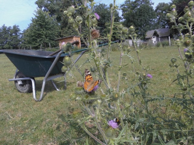 Schubkarre 28.07.2019 b.jpg