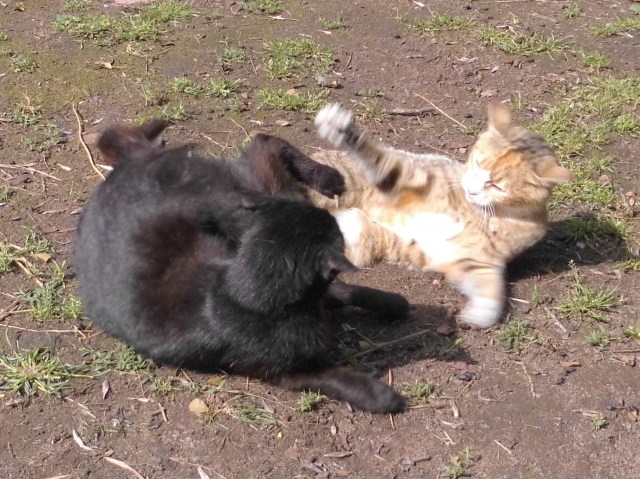 Baghira Face 16.06.2019 b.jpg