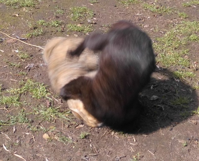 Baghira Face 16.06.2019 c.jpg