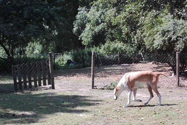 Chica 28.07.2019 a - 29 Grad.jpg