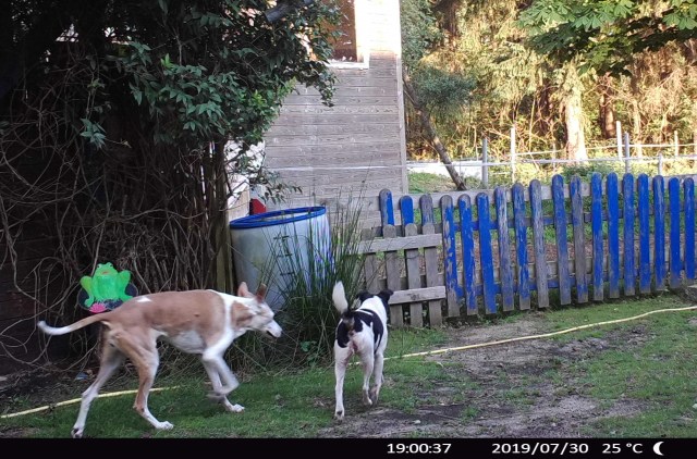 Chica Campa 30.07.2019 a.jpg