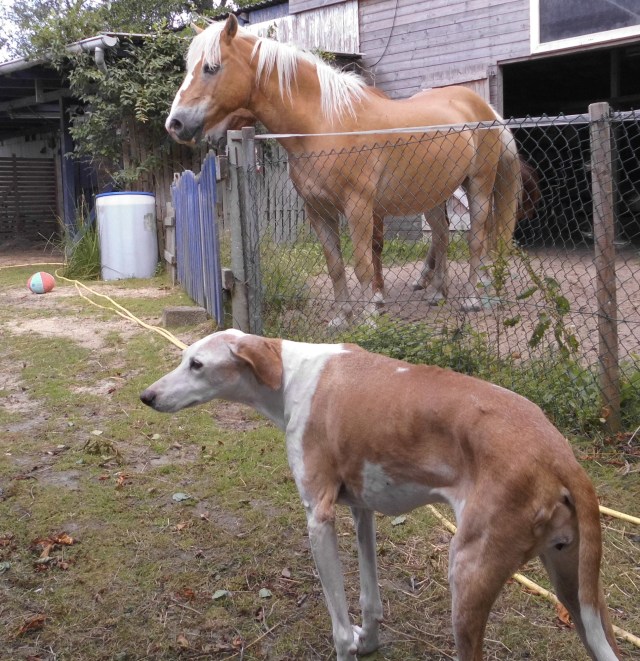 Chica Pferde 02.07.2019 a.jpg