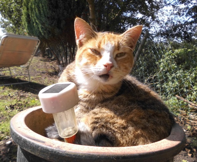 Face im Blumentopf 1.jpg