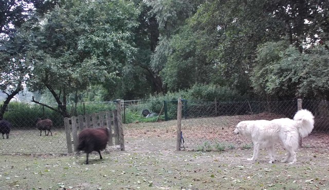 Giada und die Schafe 29.07.2019 a.jpg