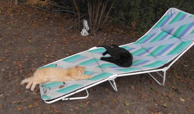 Ginger Baghira Liege 02.08.2019 a.jpg