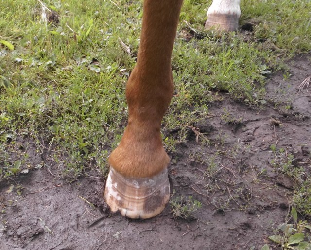 Huf Miranda 16.08.2019 b.jpg