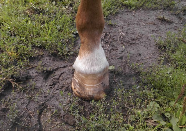 Huf Miranda links 16.08.2019.jpg