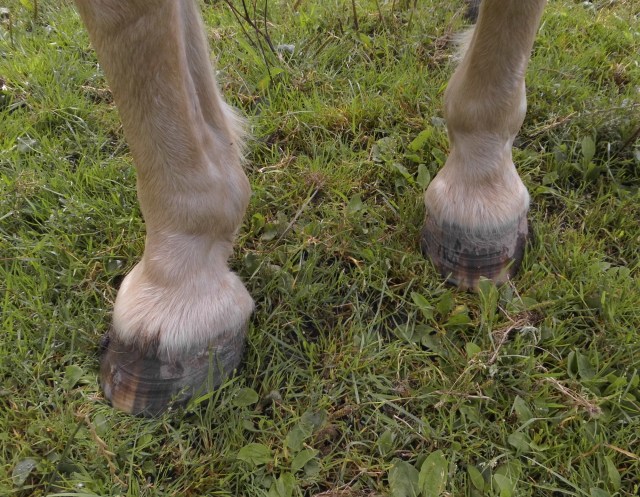 Hufe Nielsson 16.08.2019.jpg