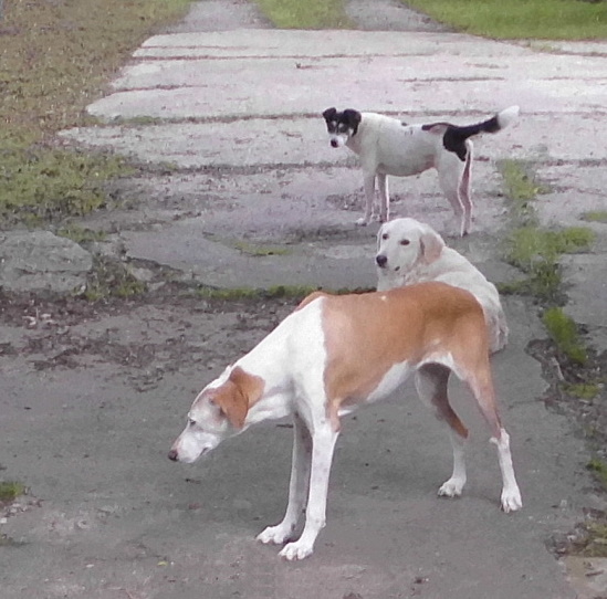 Hunde 20.08.2019 c.jpg