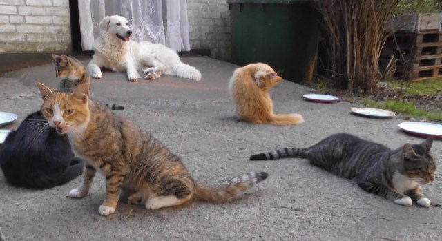 Hunger 26.08.2019 b.jpg