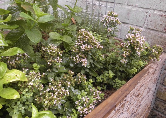 Kräuter 10.08.2019 a.jpg