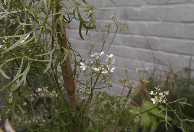 Kräuter 10.08.2019 c.jpg