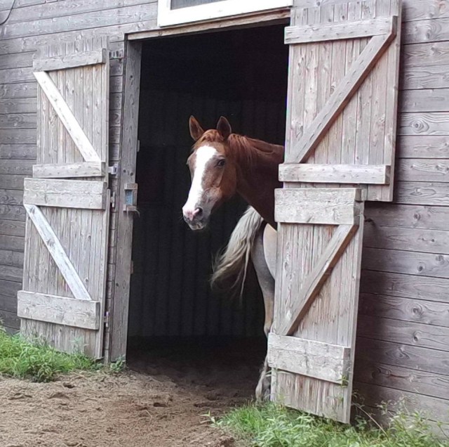 Kuckuck 03.08.2019 a.jpg