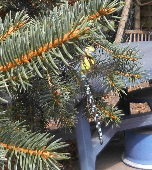 Libelle 10.08.2019 a.jpg