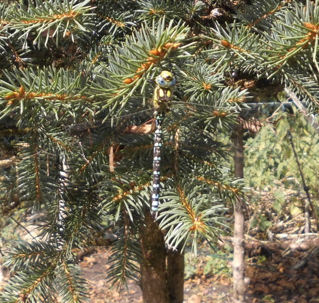 Libelle 10.08.2019 c.jpg