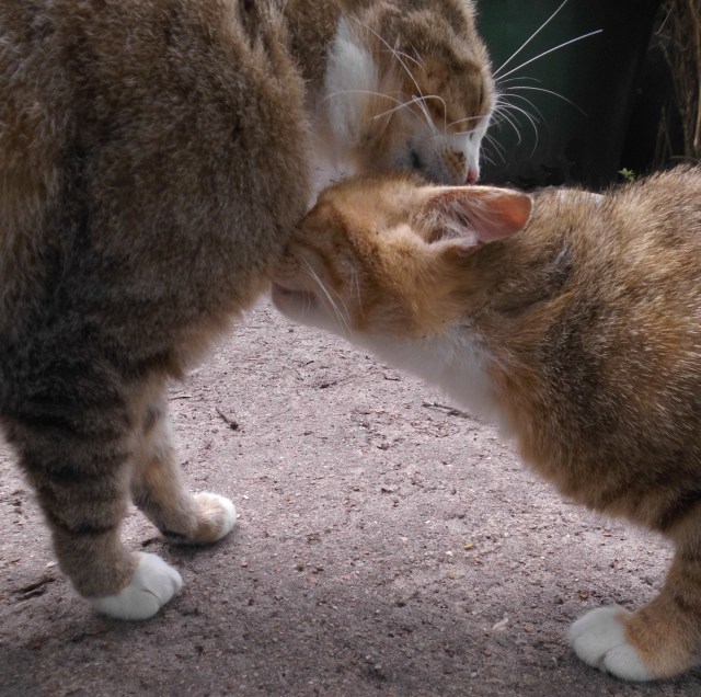 Luzy Face 12.06.2019 a.jpg