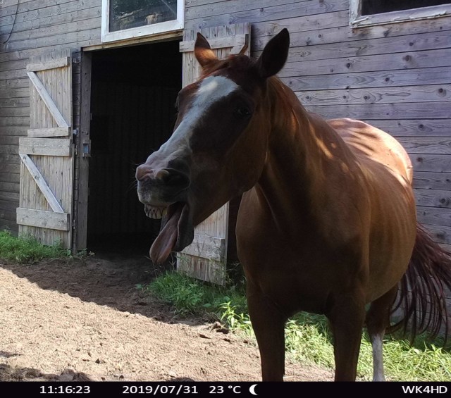 Miranda gähnt 31.07.2019 a.jpg