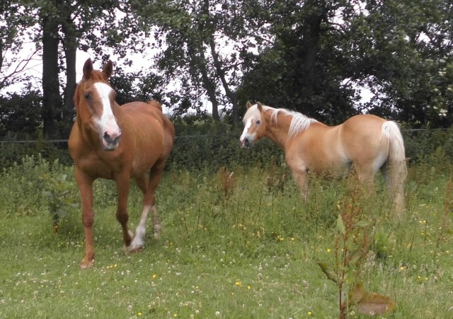 Pferde 20.06.2019 c.jpg