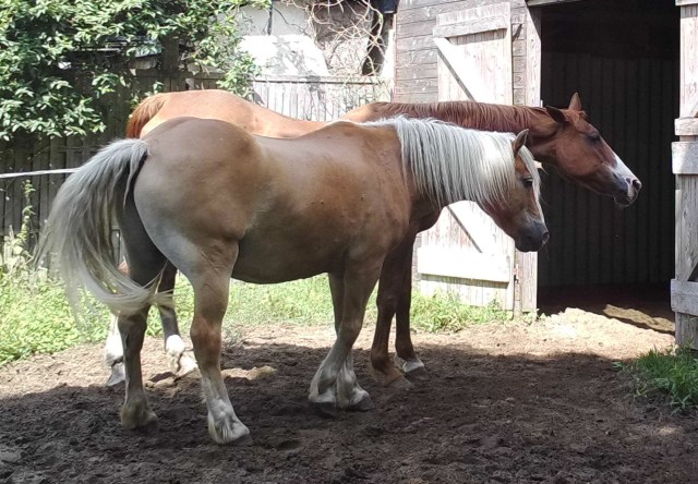 Pferde 31.07.2019 f.jpg