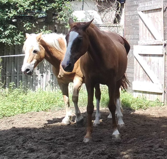 Pferde 31.07.2019 h.jpg