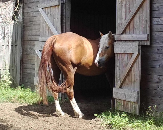 Pferde 31.07.2019 p.jpg