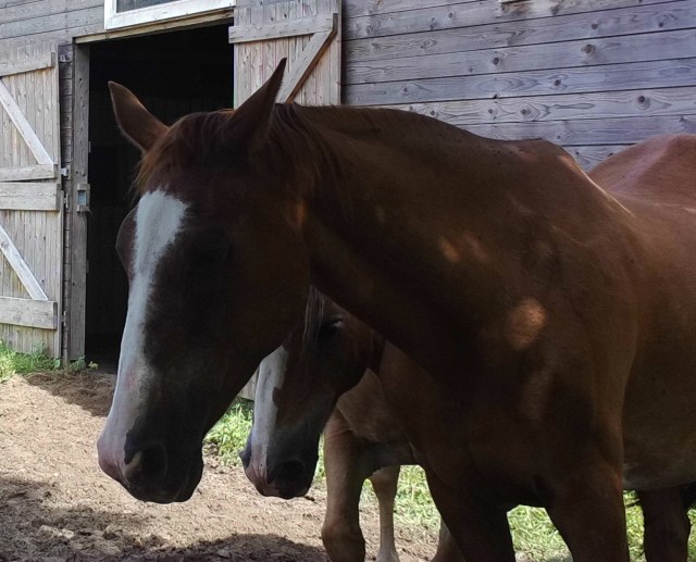 Pferde 31.07.2019 q.jpg