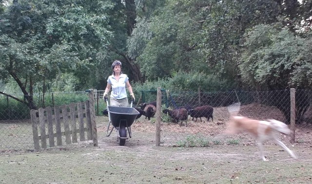 Schafe füttern 28.07.2019 a.jpg