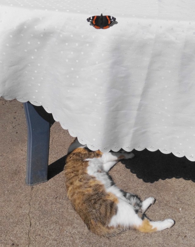 Schmetterling 19.08.2019 b.jpg