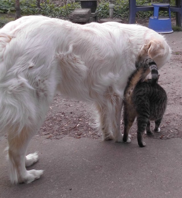 Sissi Giada 03.05.2019 a.jpg