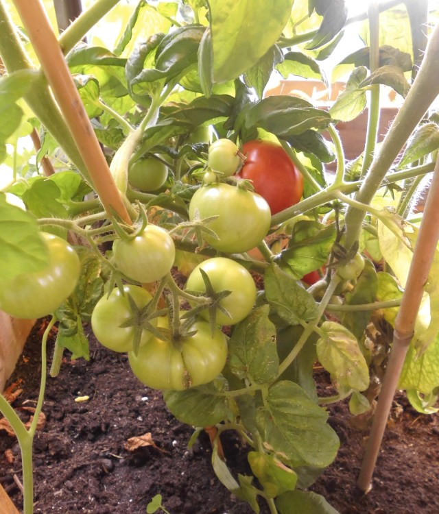 Tomanten 10.08.2019 a.jpg