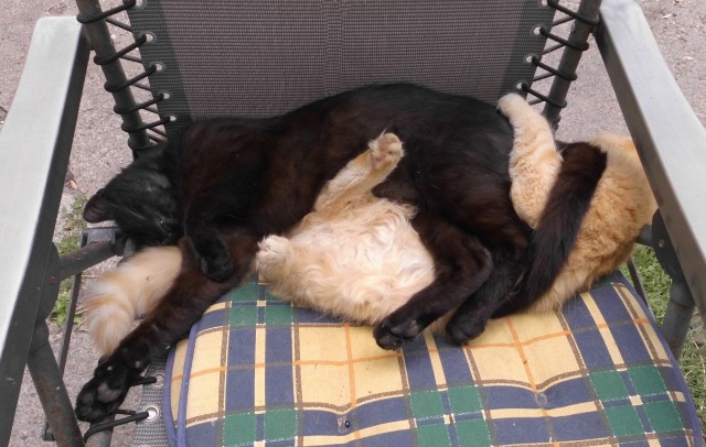 Bahira Ginger 06.06.2019.jpg