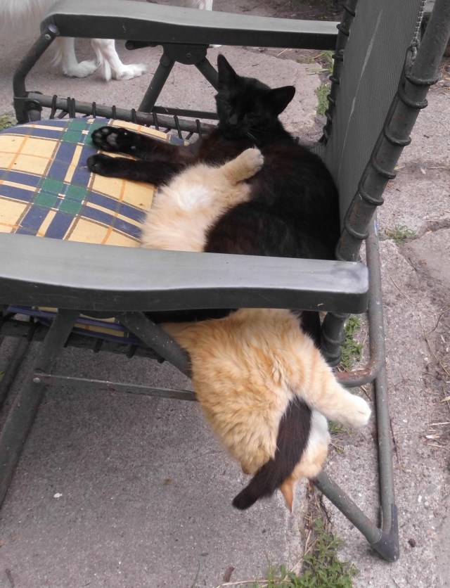 Bahira Ginger Liegestuhl 06.06.2019 b.jpg