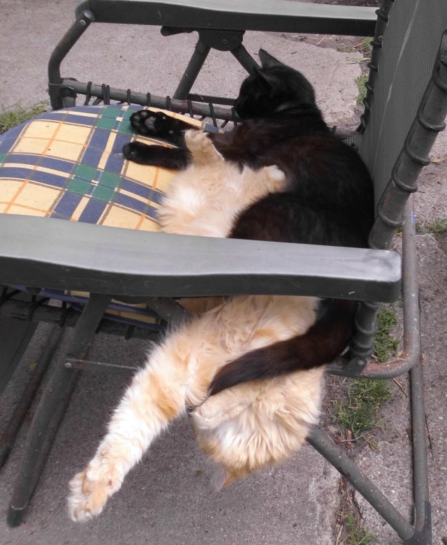 Bahira Ginger Liegestuhl 06.06.2019 c.jpg