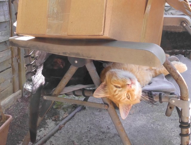 Ginger Baghira 24.08.2019 a.jpg